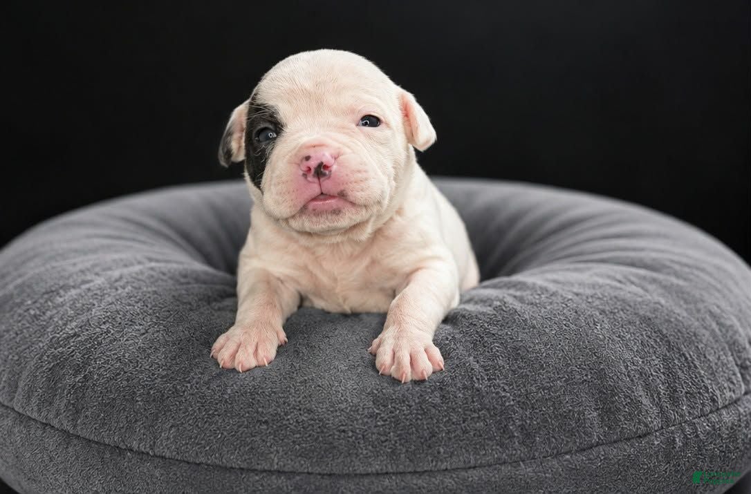 Olde English Bulldogge dogs Olde English Bulldogge  - Ad 22