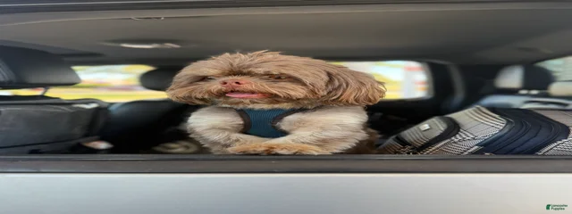 Sir Snickers 