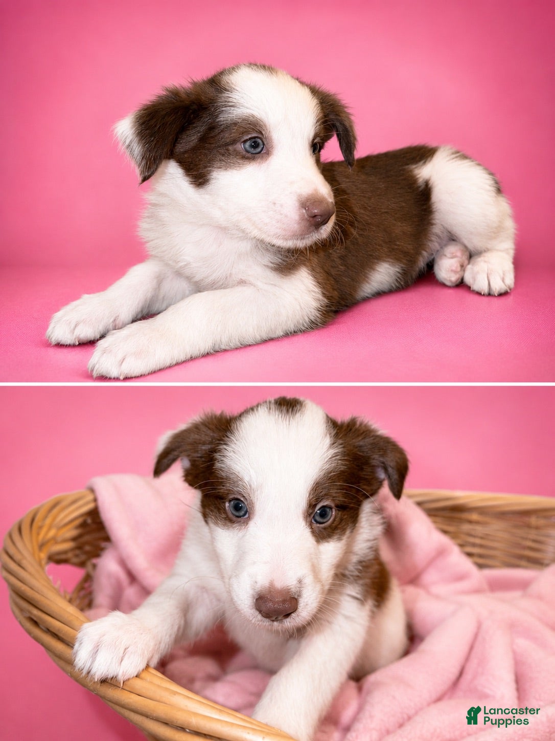 Border Collie dogs Lily - Ad 8