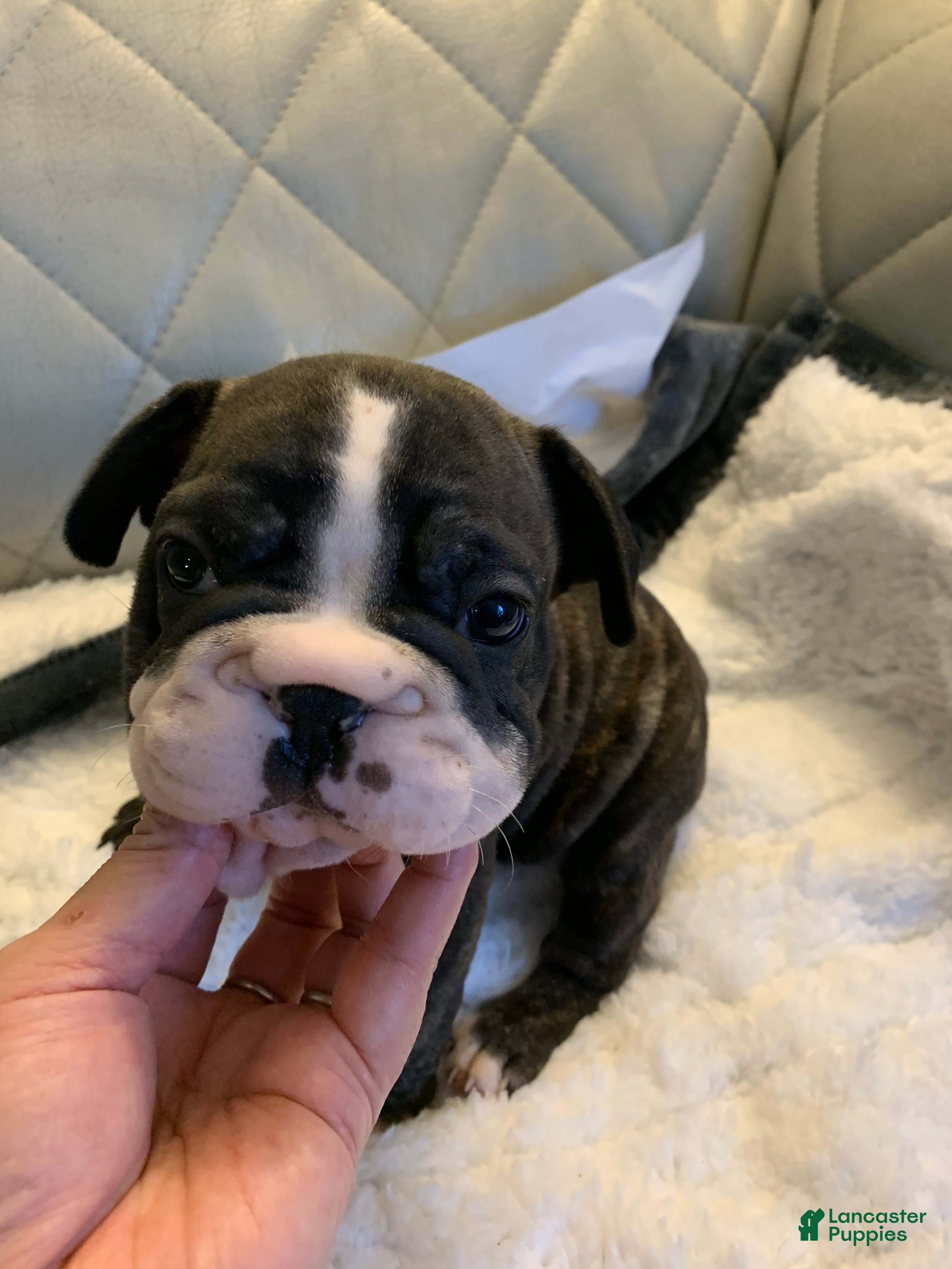 French Bulldog dogs French Bulldog 2 - Ad 2