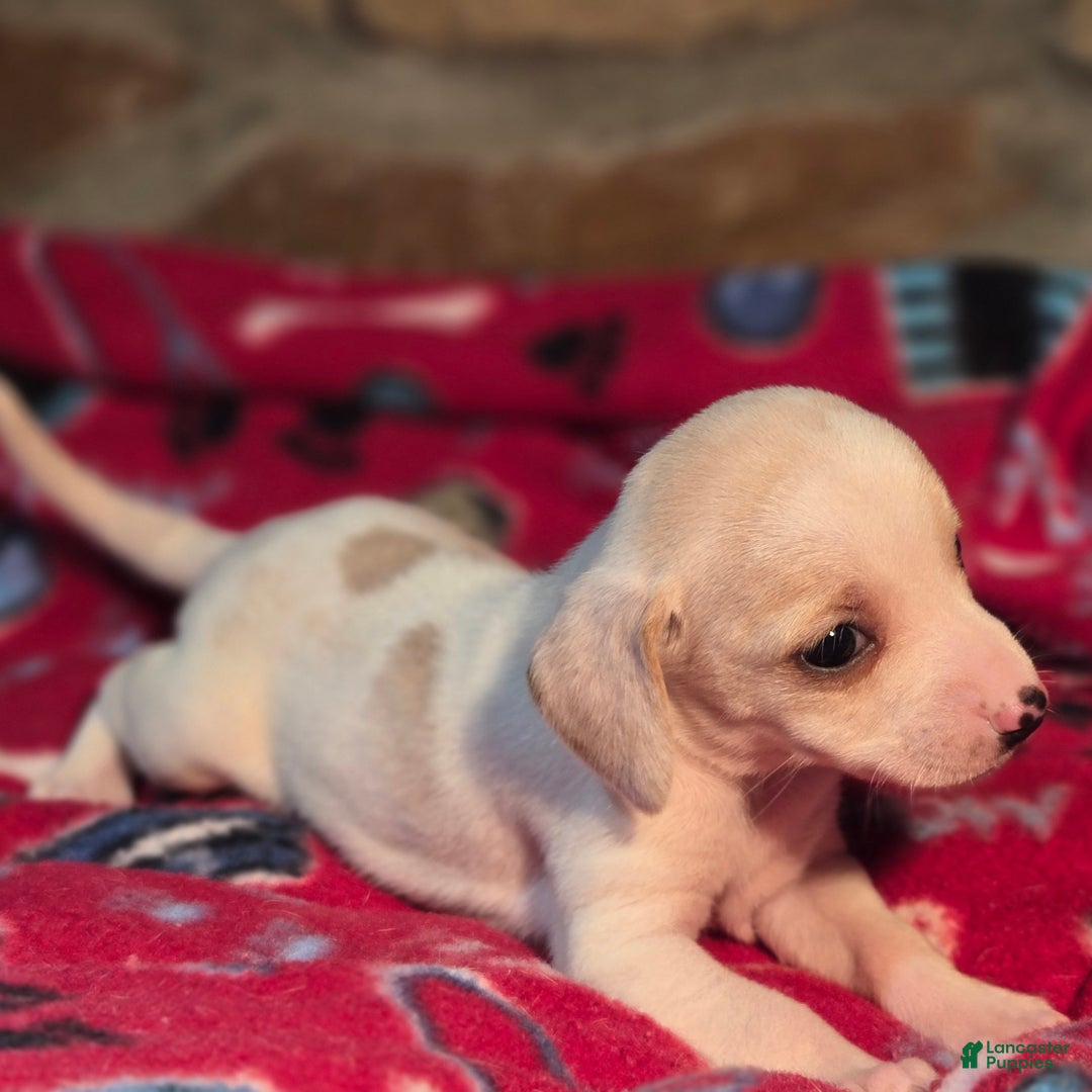 Beagle dogs for sale: Salt Queen Elizabeth Pocket Beagle - Ad 6