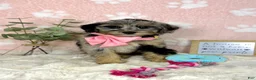 Mini Bernedoodle dogs for sale: Bella - Ad 5