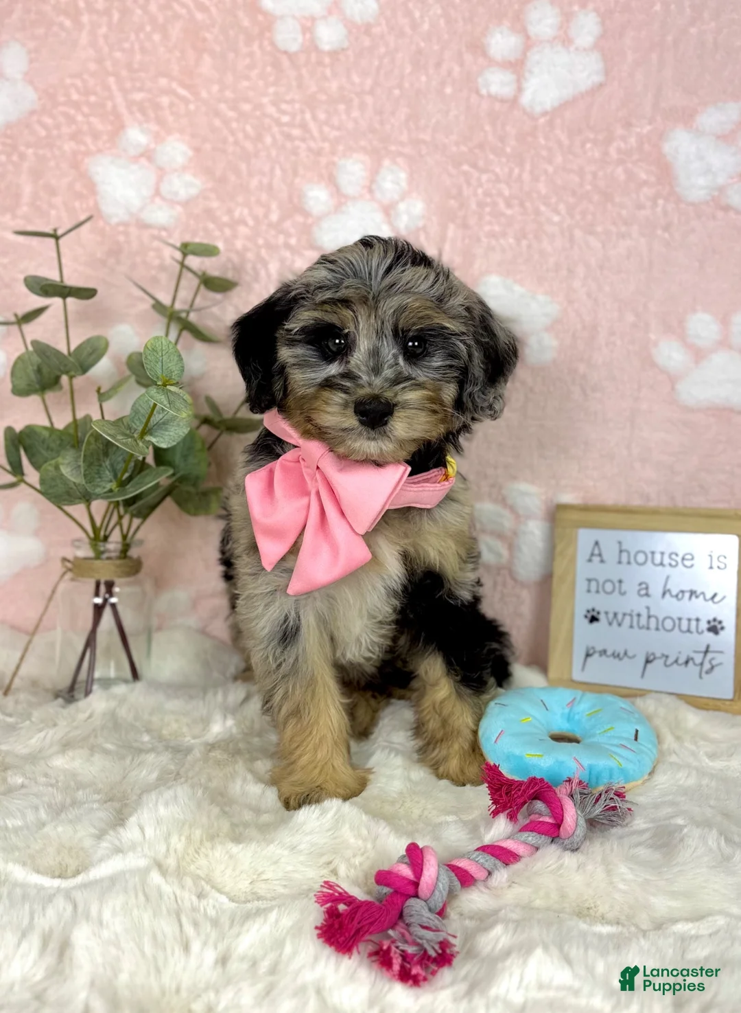 Mini Bernedoodle dogs for sale: Bella - Ad 5