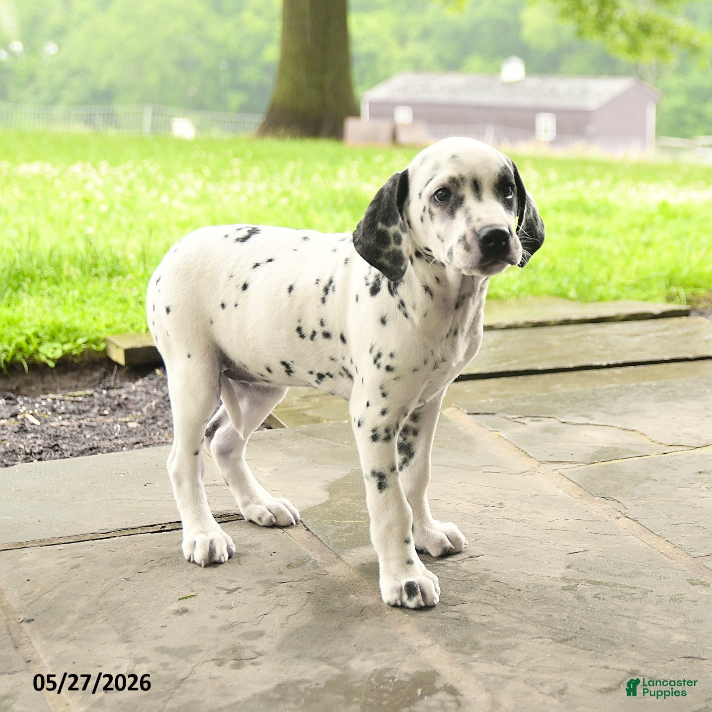 Dalmatian dogs Darla - Ad 1