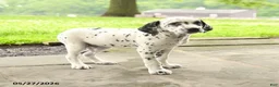 Dalmatian dogs for sale: Darla - Ad 1