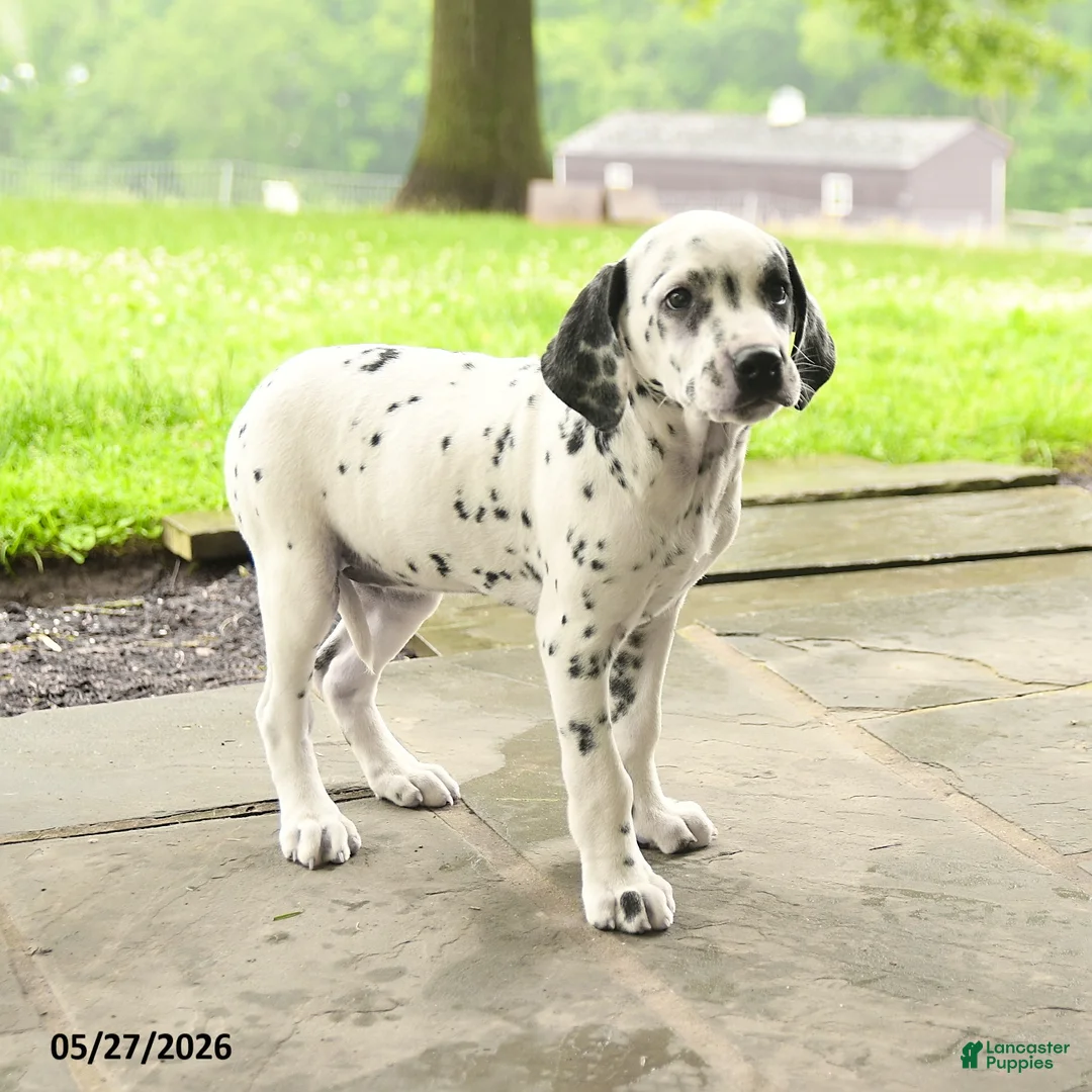 Dalmatian dogs for sale: Darla - Ad 1