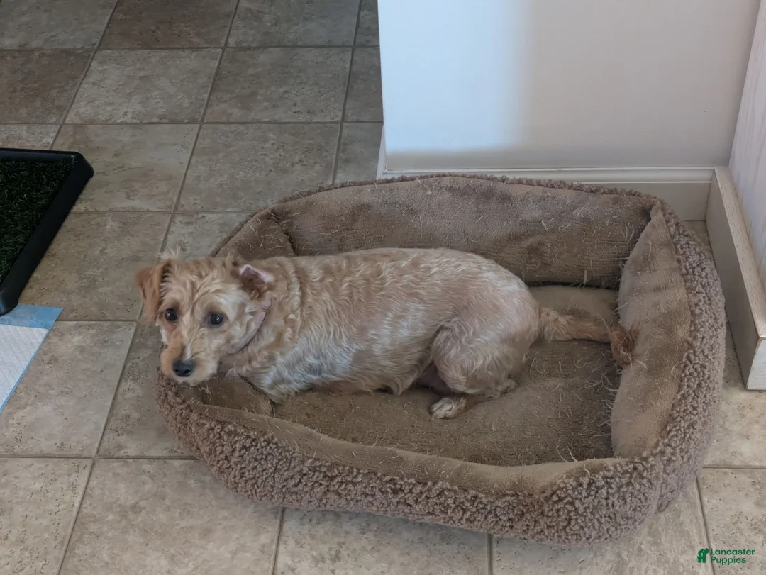 Cavapoo dogs for sale: Caramel - Ad 12