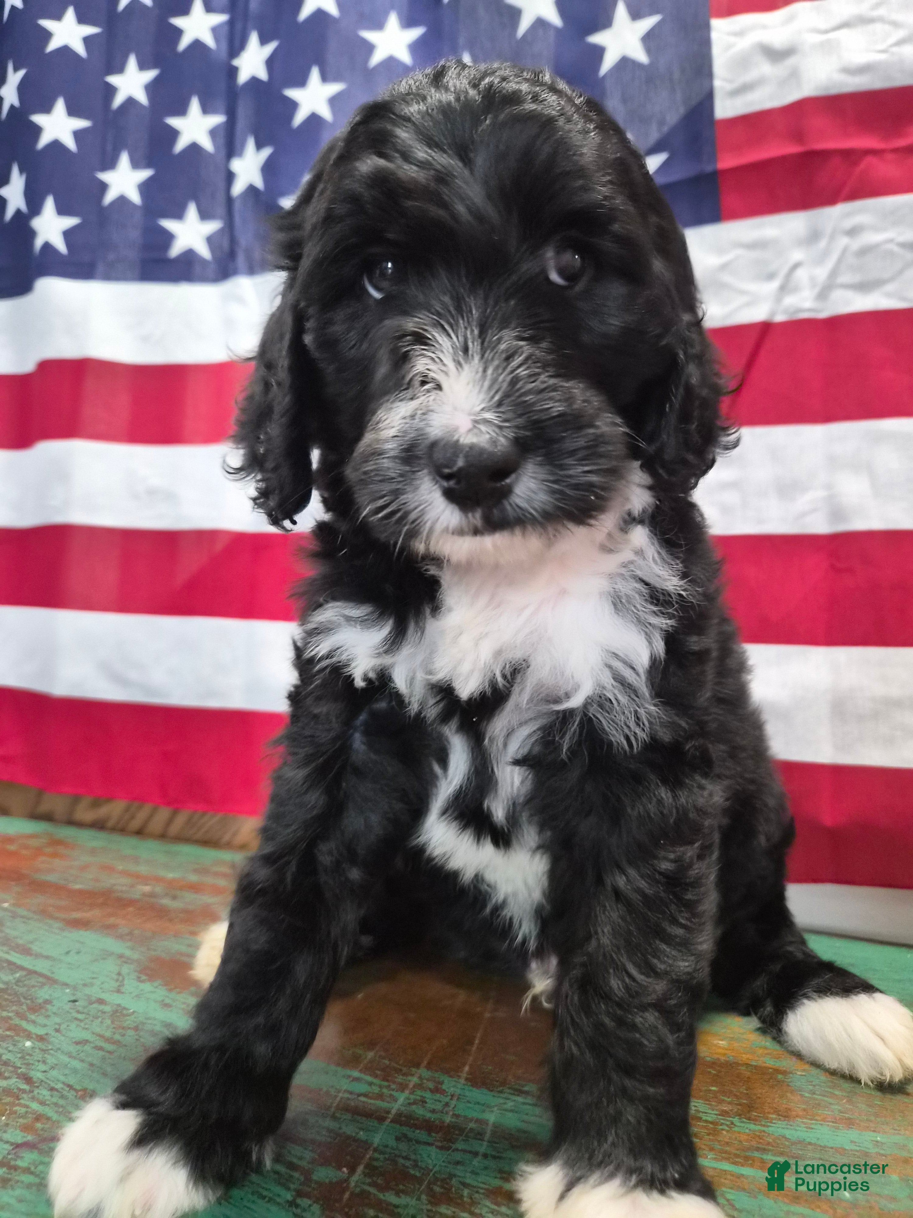 Goldendoodle dogs Tux - Ad 2