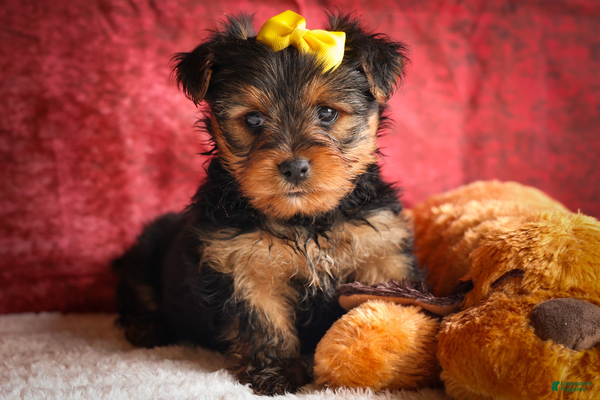 Yorkshire Terrier dogs DIESEL - Ad 1