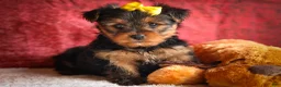 Yorkshire Terrier dogs for sale: DIESEL - Ad 1