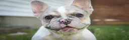 French Bulldog dogs for sale: Juliet - Ad 3