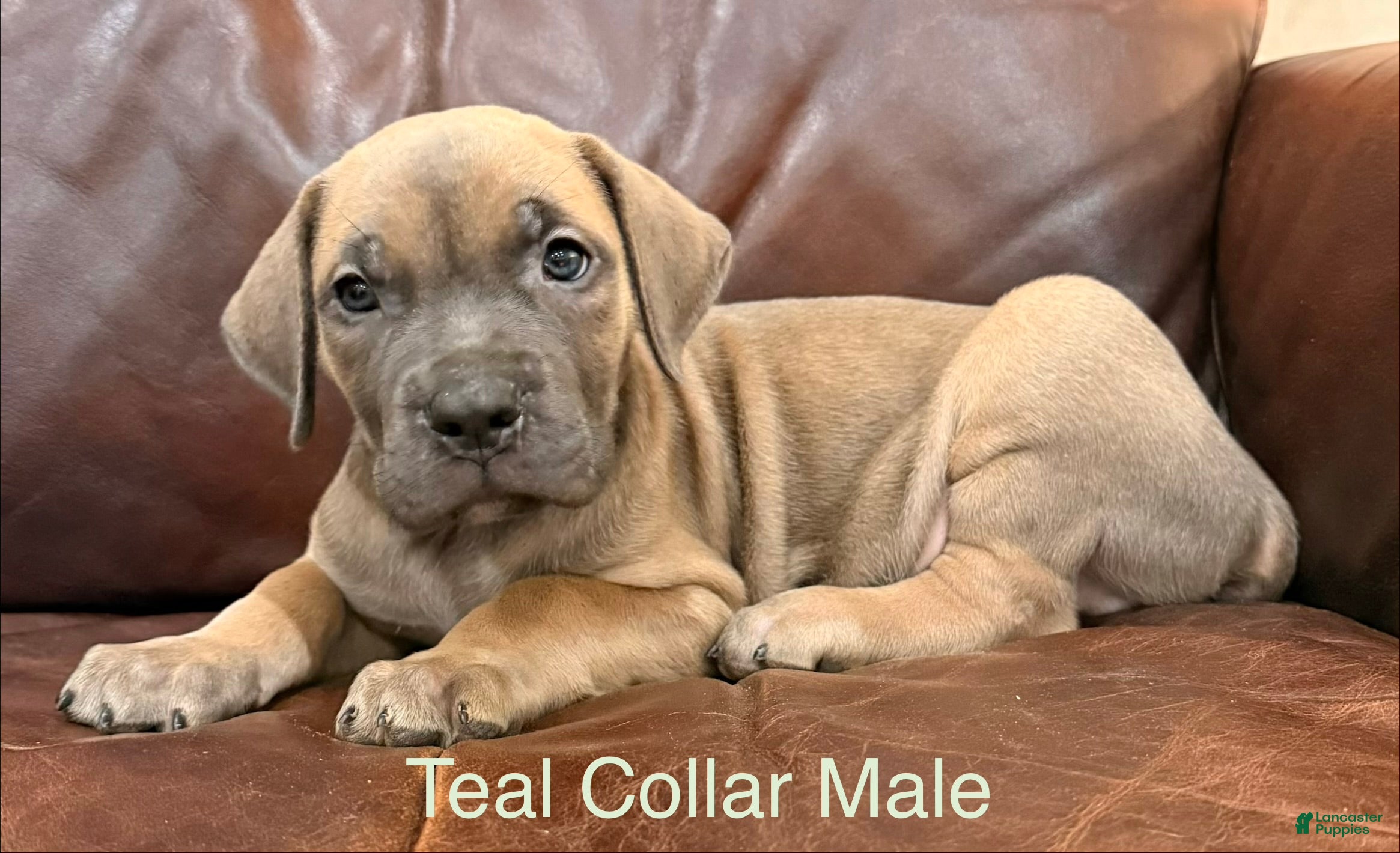 Cane Corso dogs Cane Corso Puppy  M Teal Collar  - Ad 2