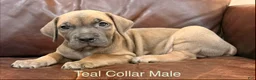 Cane Corso dogs for sale: Cane Corso Puppy  M Teal Collar  - Ad 2