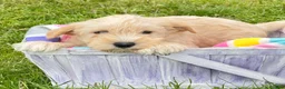 Miniature Schnauzer dogs for sale: Miniature Schnauzer Micky - Ad 1