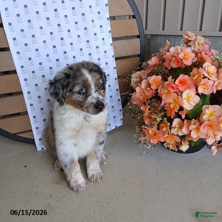 Australian Shepherd dogs Duke - Ad 2