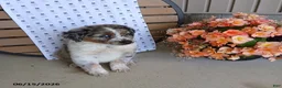 Australian Shepherd dogs for sale: Duke - Ad 1