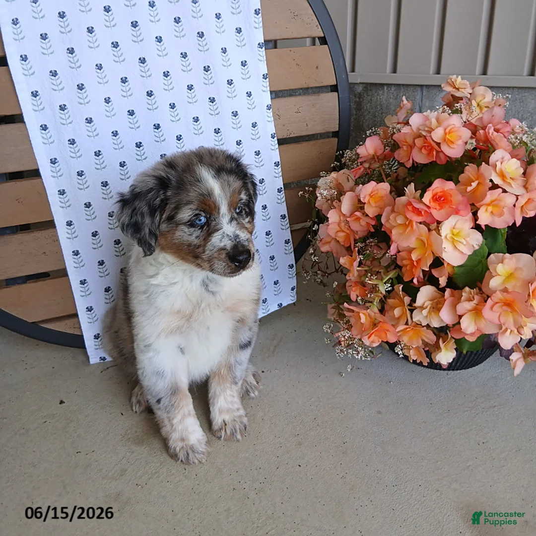 Australian Shepherd dogs for sale: Duke - Ad 1