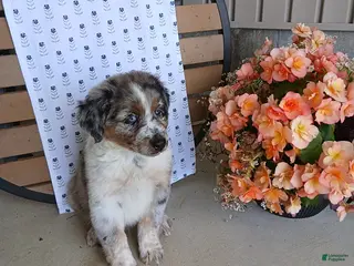 Australian Shepherd dogs Duke - Ad 2