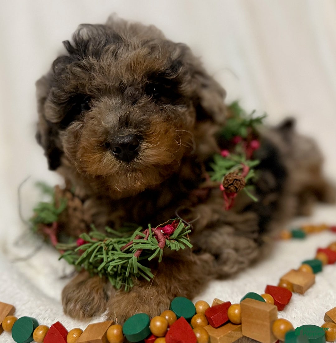 Mini Aussiedoodle dogs for sale: Skywalker - Ad 3