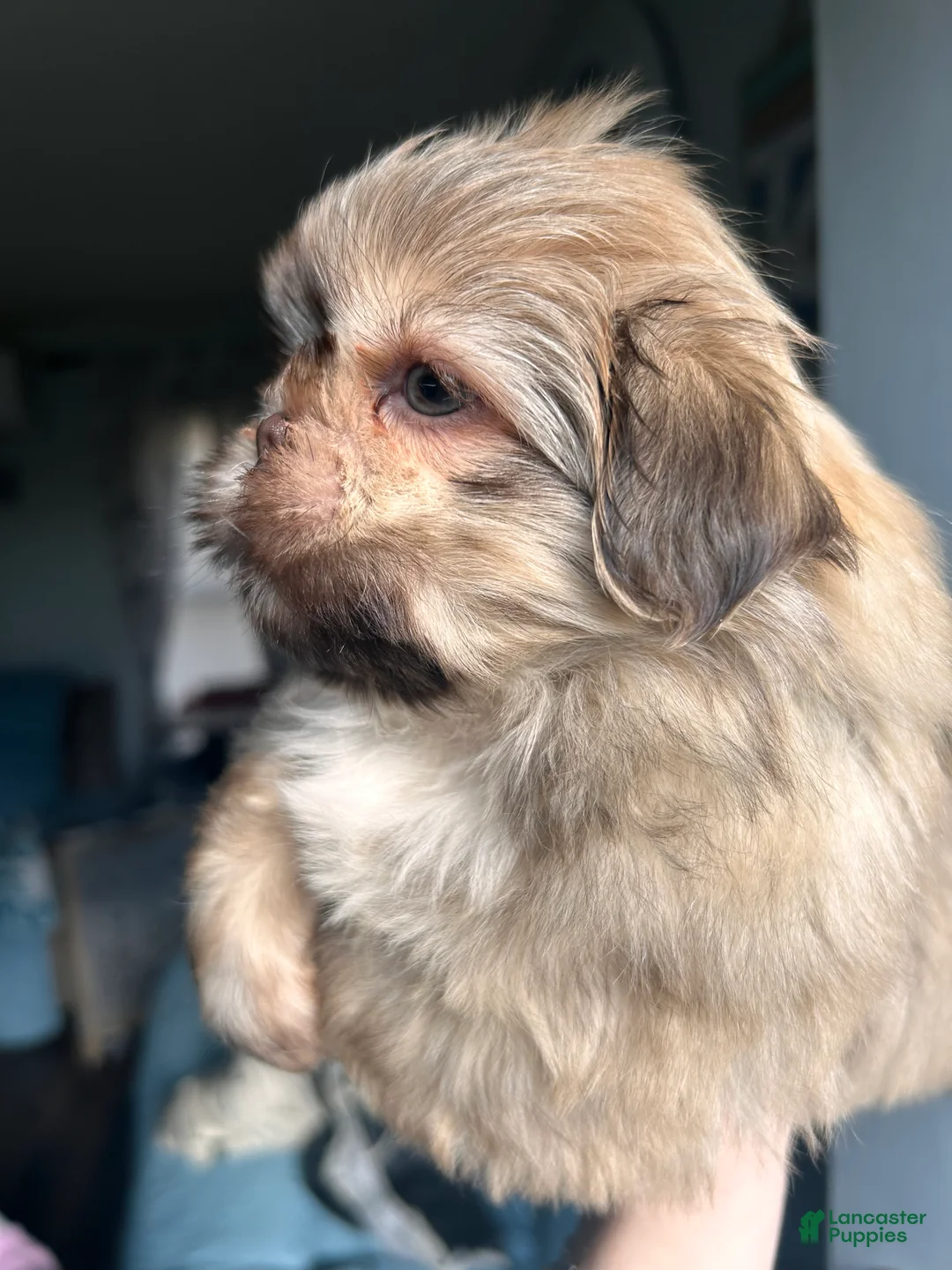 Shih Tzu dogs for sale: Shih Tzu BOY 1 - Ad 2