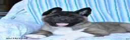 Akita dogs for sale: Richard - Ad 8