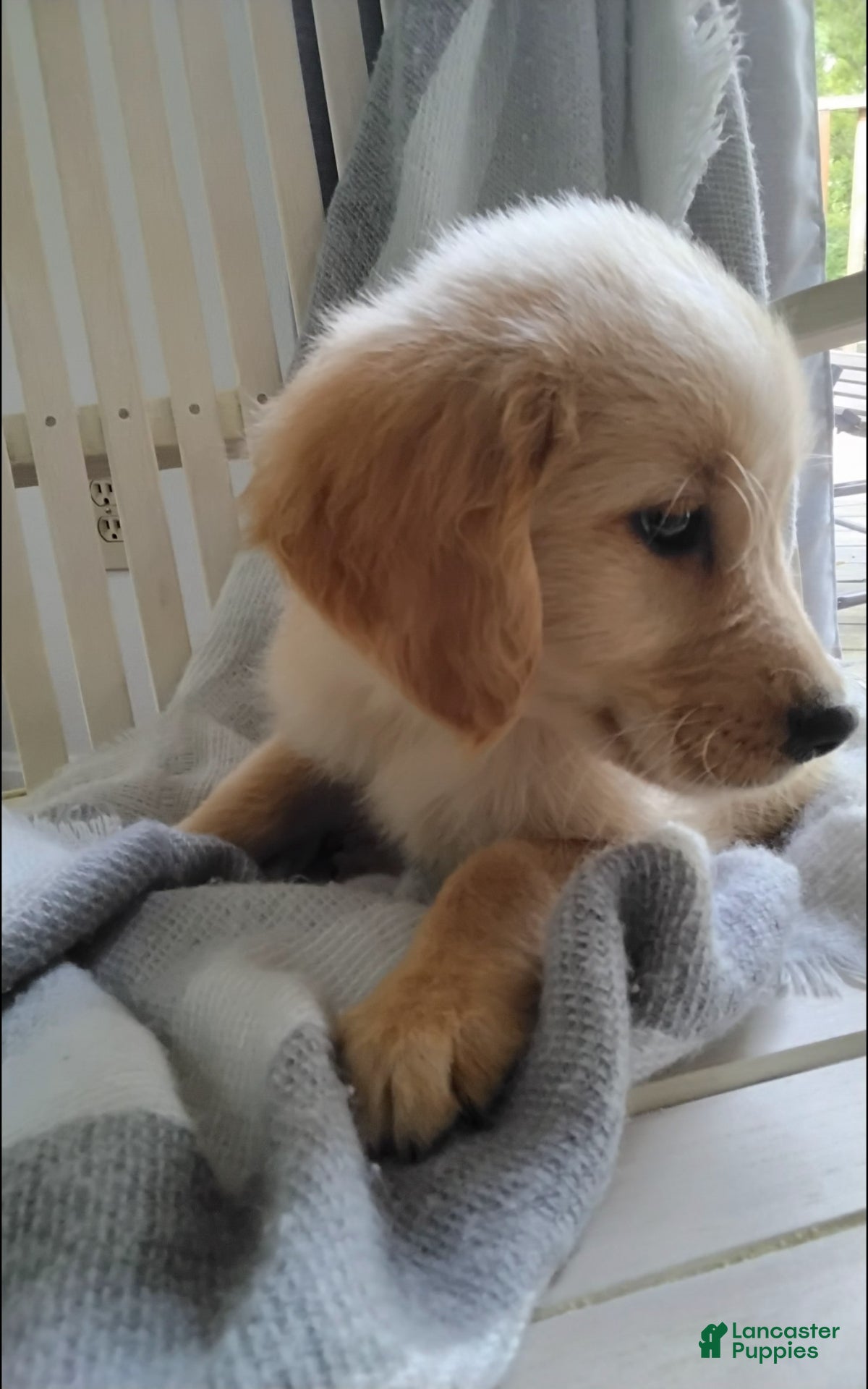 Golden Retriever dogs Ranger - Ad 2