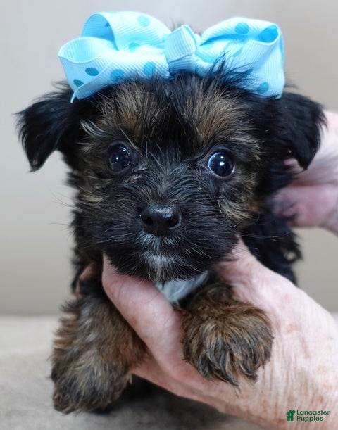 Yorkshire Terrier dogs Taj  - Ad 9