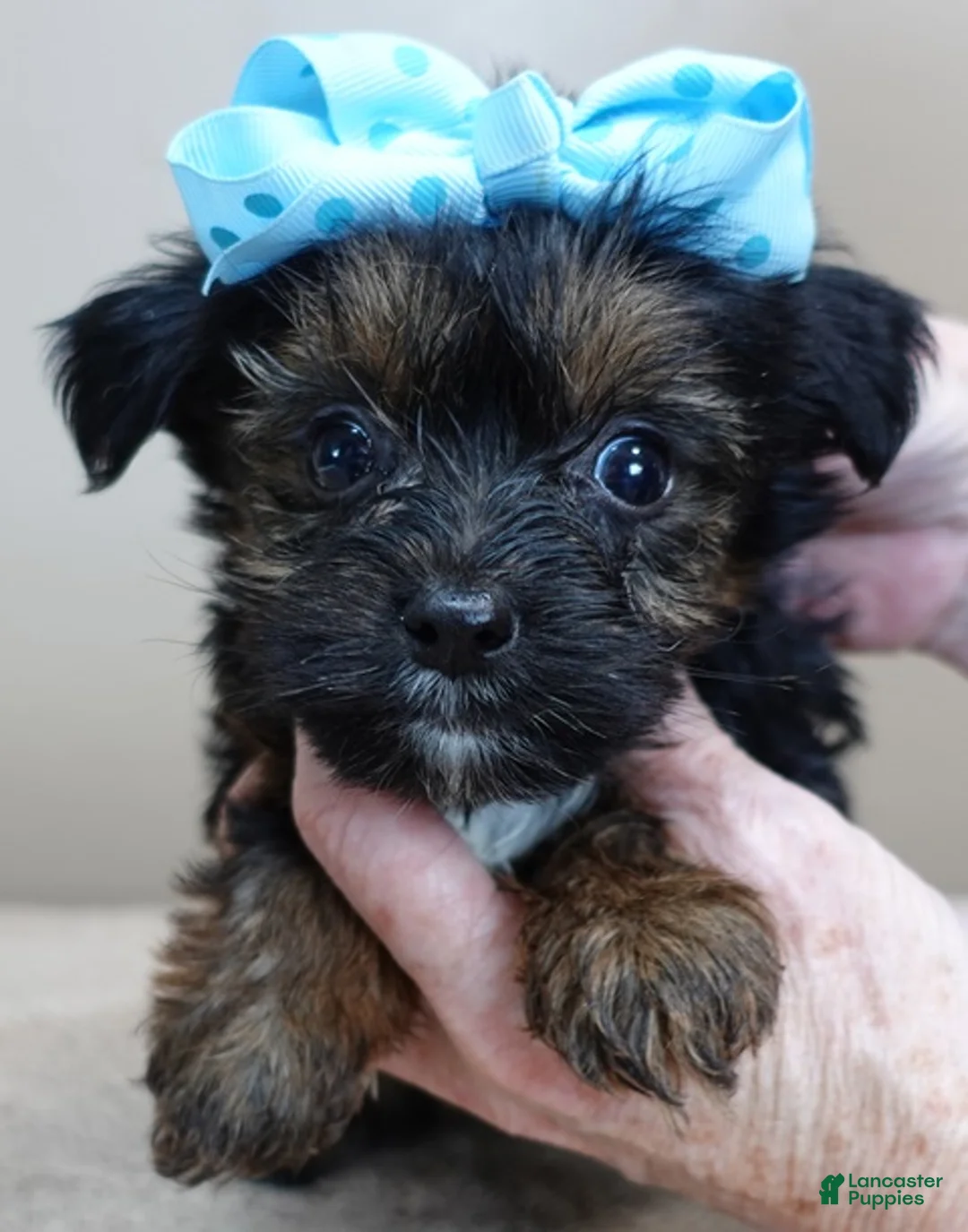 Yorkshire Terrier dogs for sale: Taj  - Ad 1