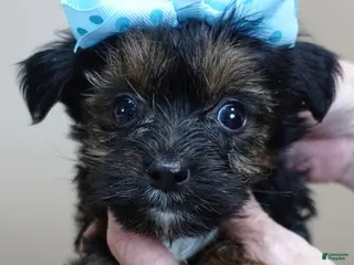 Yorkshire Terrier dogs Taj - Ad 9