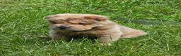 Shar Pei dogs for sale: Roman - Ad 36