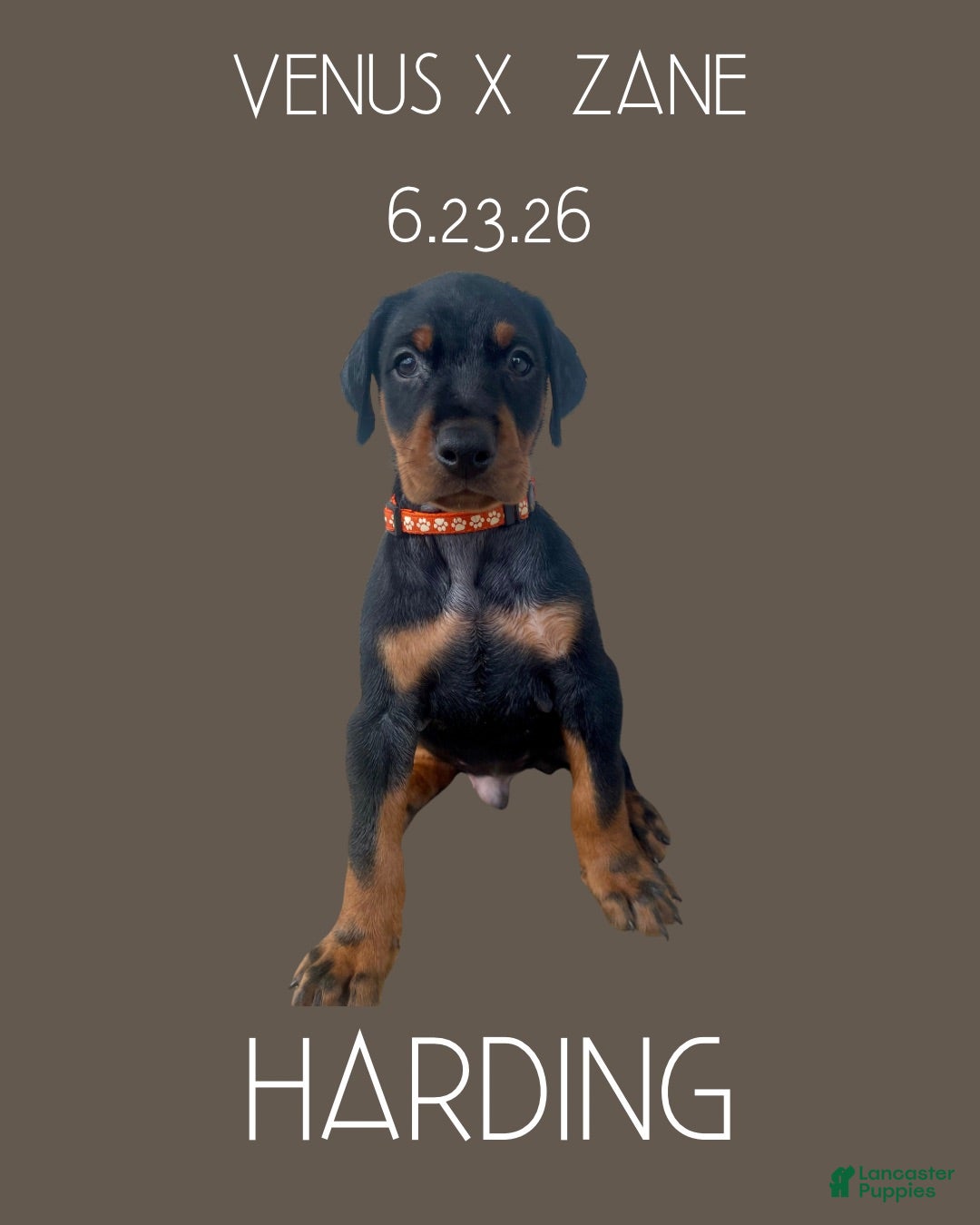 Doberman Pinscher dogs Harding - Ad 1