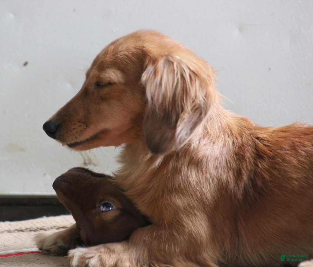 Miniature Dachshund dogs for sale: Bonita - Ad 18