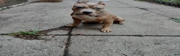 American Bully dogs for sale: Frank - Ad 1