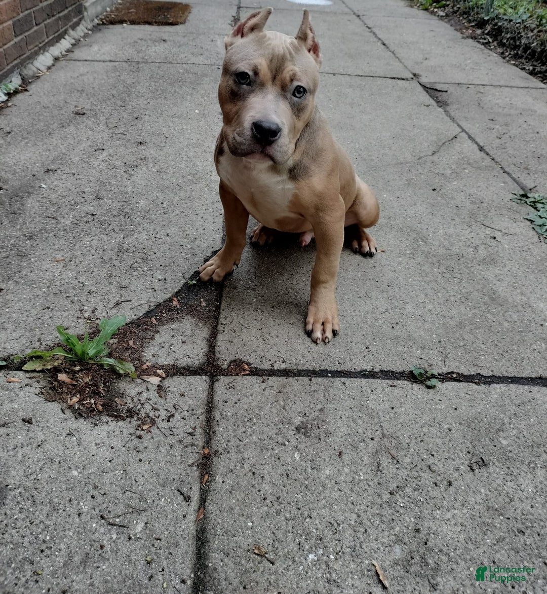 American Bully dogs for sale: Frank - Ad 1