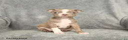 Boston Terrier dogs for sale: Diamond - Ad 2