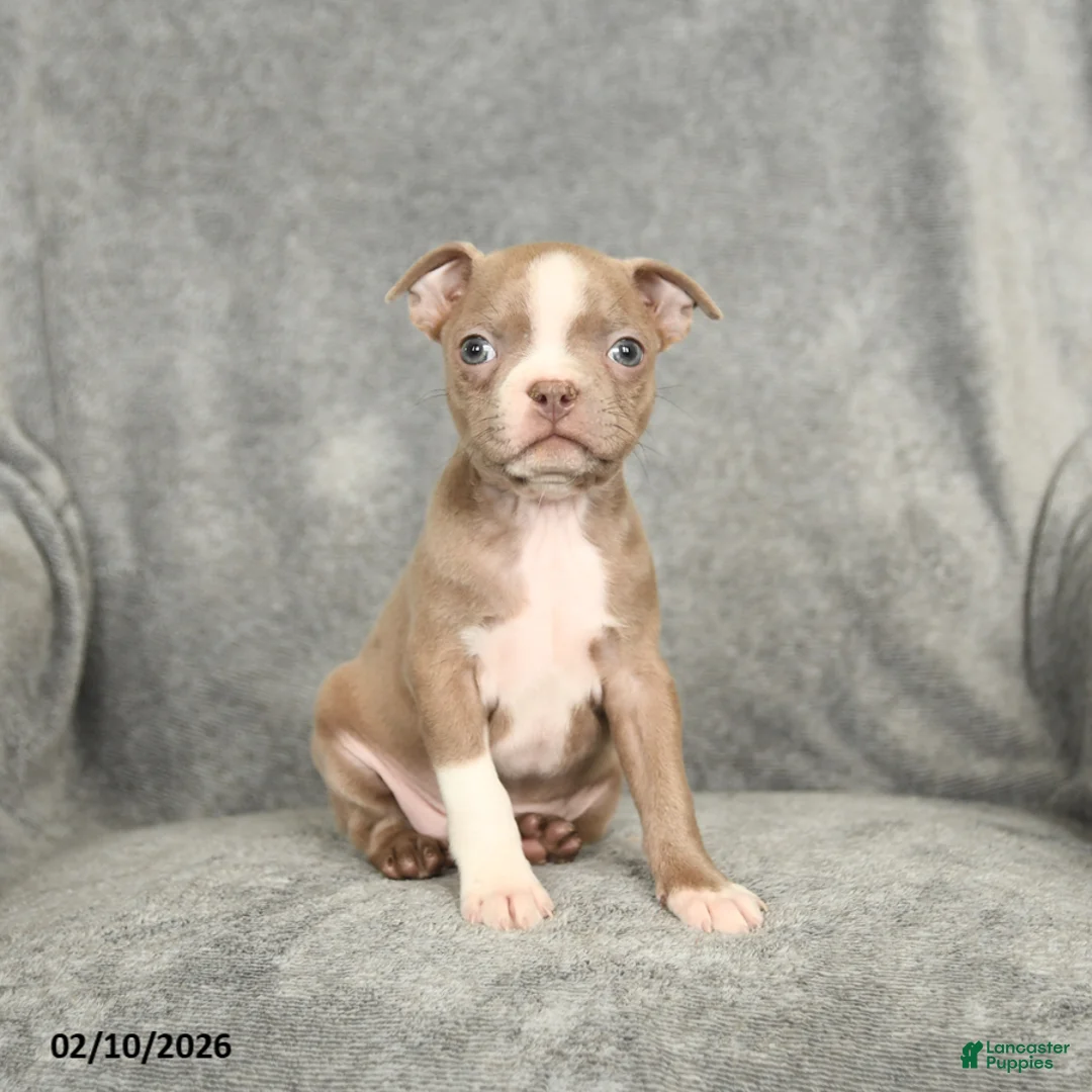 Boston Terrier dogs for sale: Diamond - Ad 2