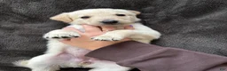 Mixed Breed dogs for sale: Purple Collar - Ad 3