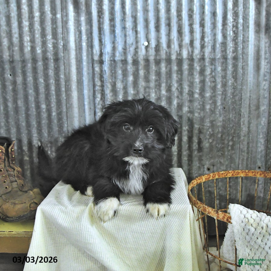 Mixed Breed dogs Dakota - Ad 1