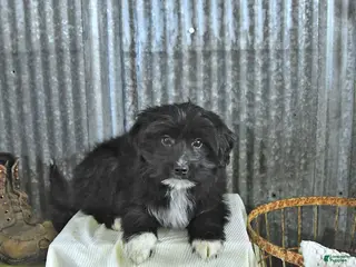 Mixed Breed dogs for sale: Dakota - Ad 3