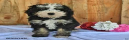 Bernedoodle dogs for sale: Zack - Ad 2