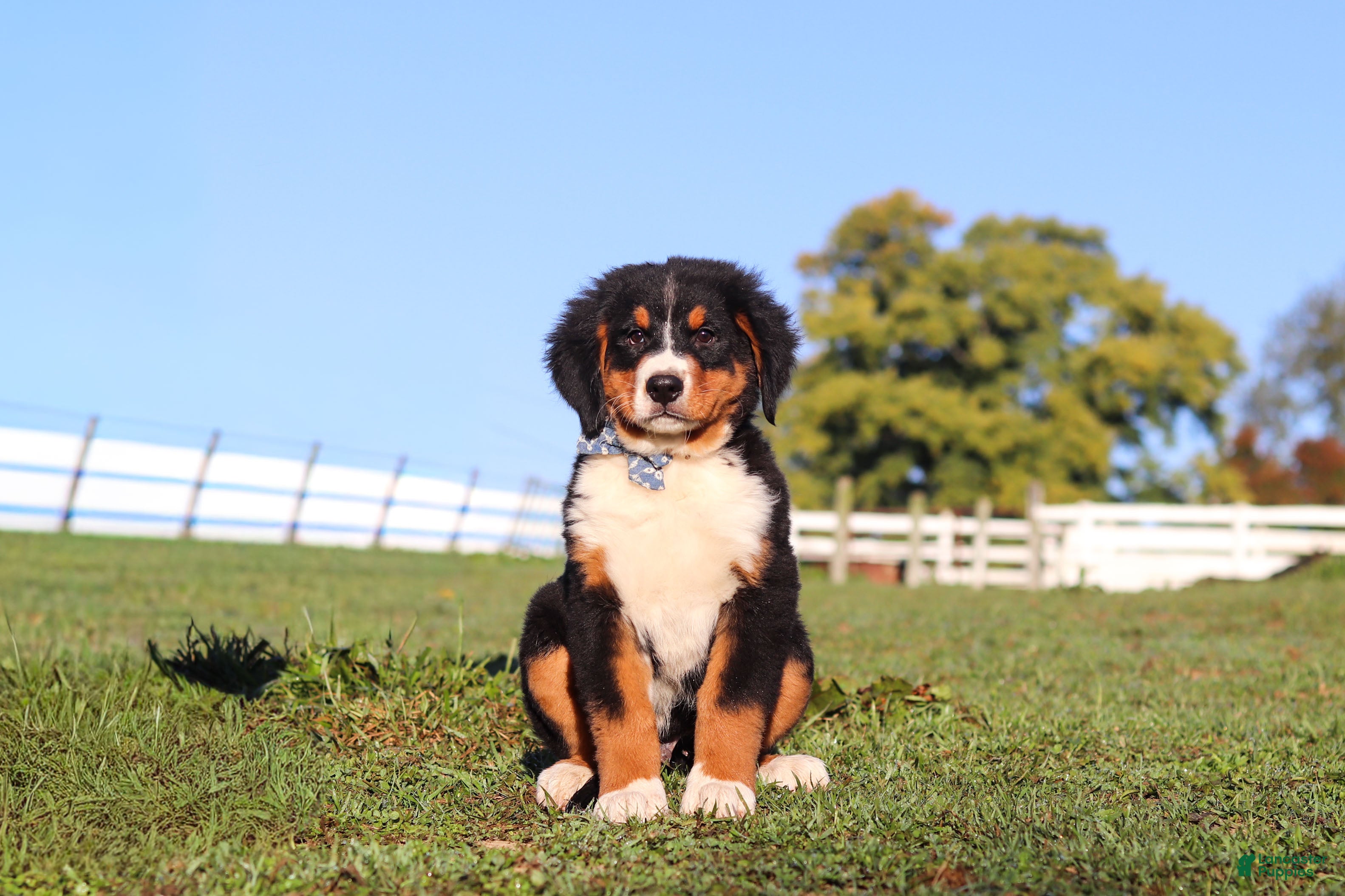 Bernese Mountain Dog dogs Leo - Ad 2