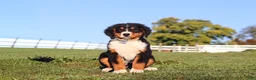 Bernese Mountain Dog dogs for sale: Leo - Ad 2
