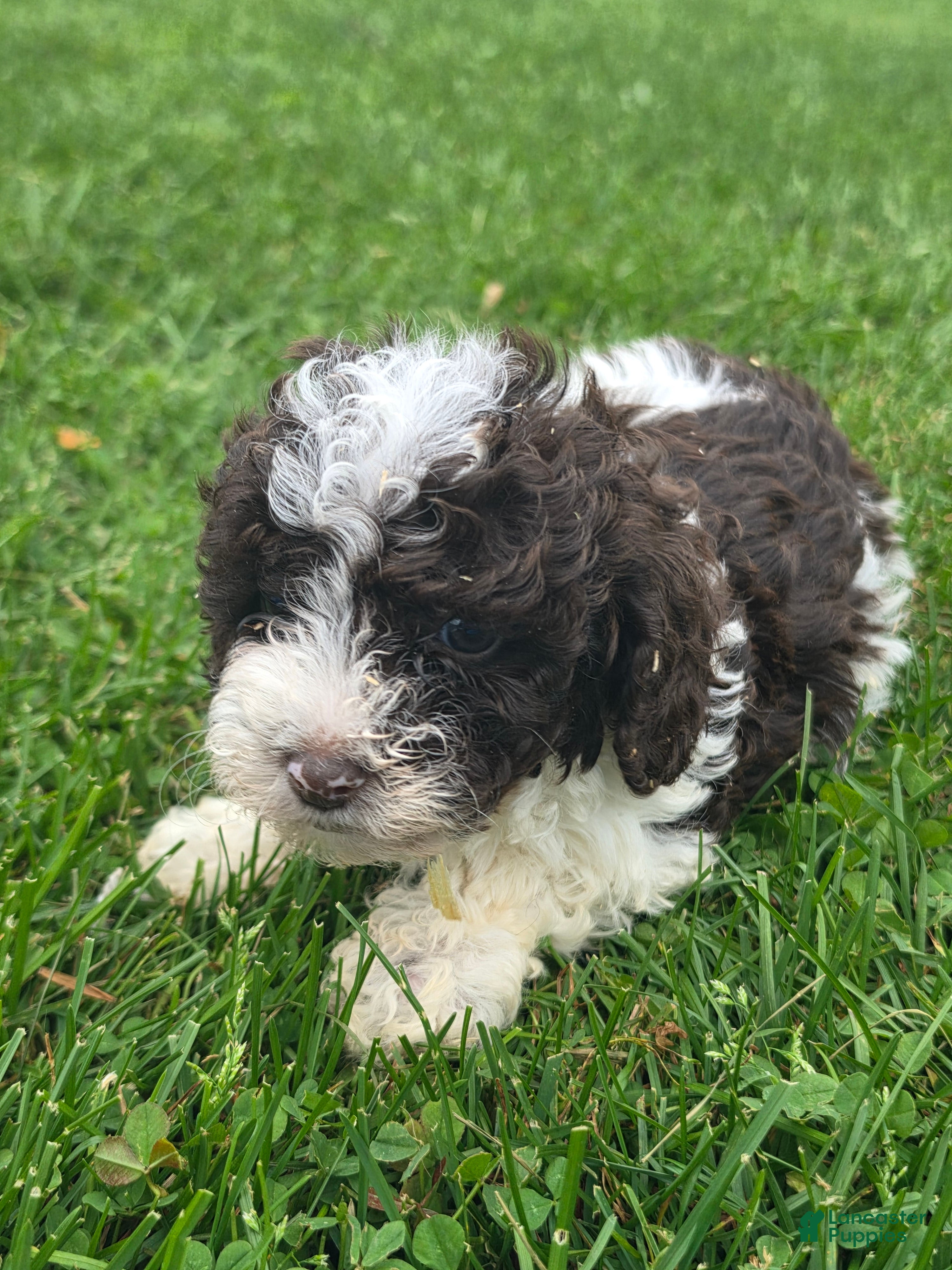 Cockapoo dogs Cockapoo Female 2 - Ad 41