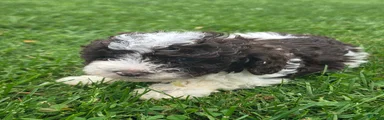 Cockapoo Female 2