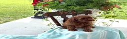 Miniature Poodle dogs for sale: Toffee - Ad 6