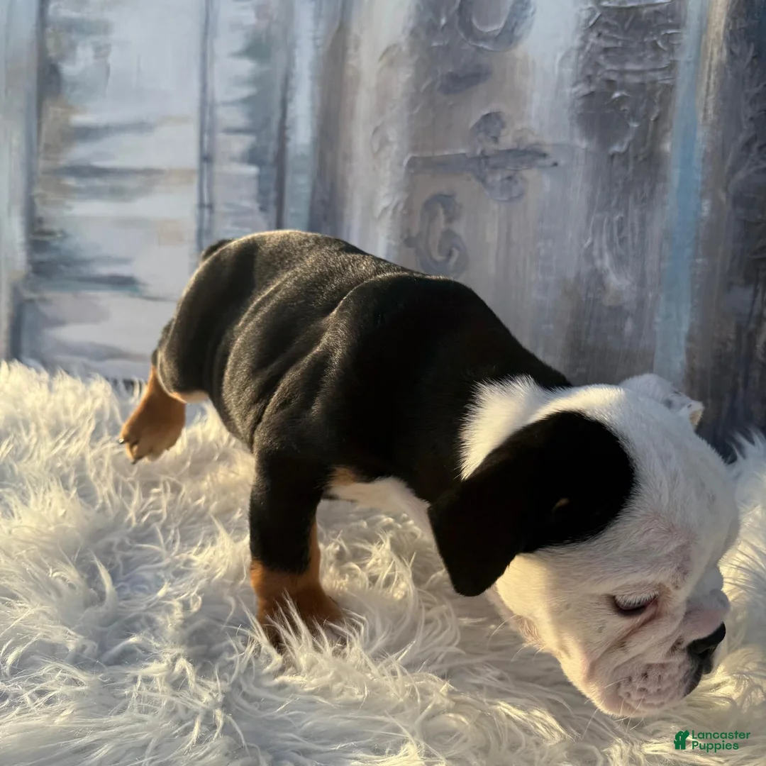 English Bulldog dogs for sale: English Bulldog 11 - Ad 11