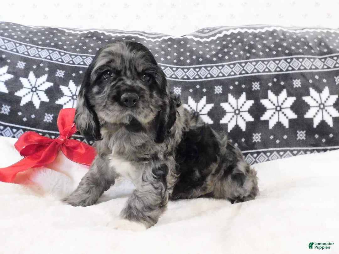 Cocker Spaniel dogs for sale: Espresso - Ad 2