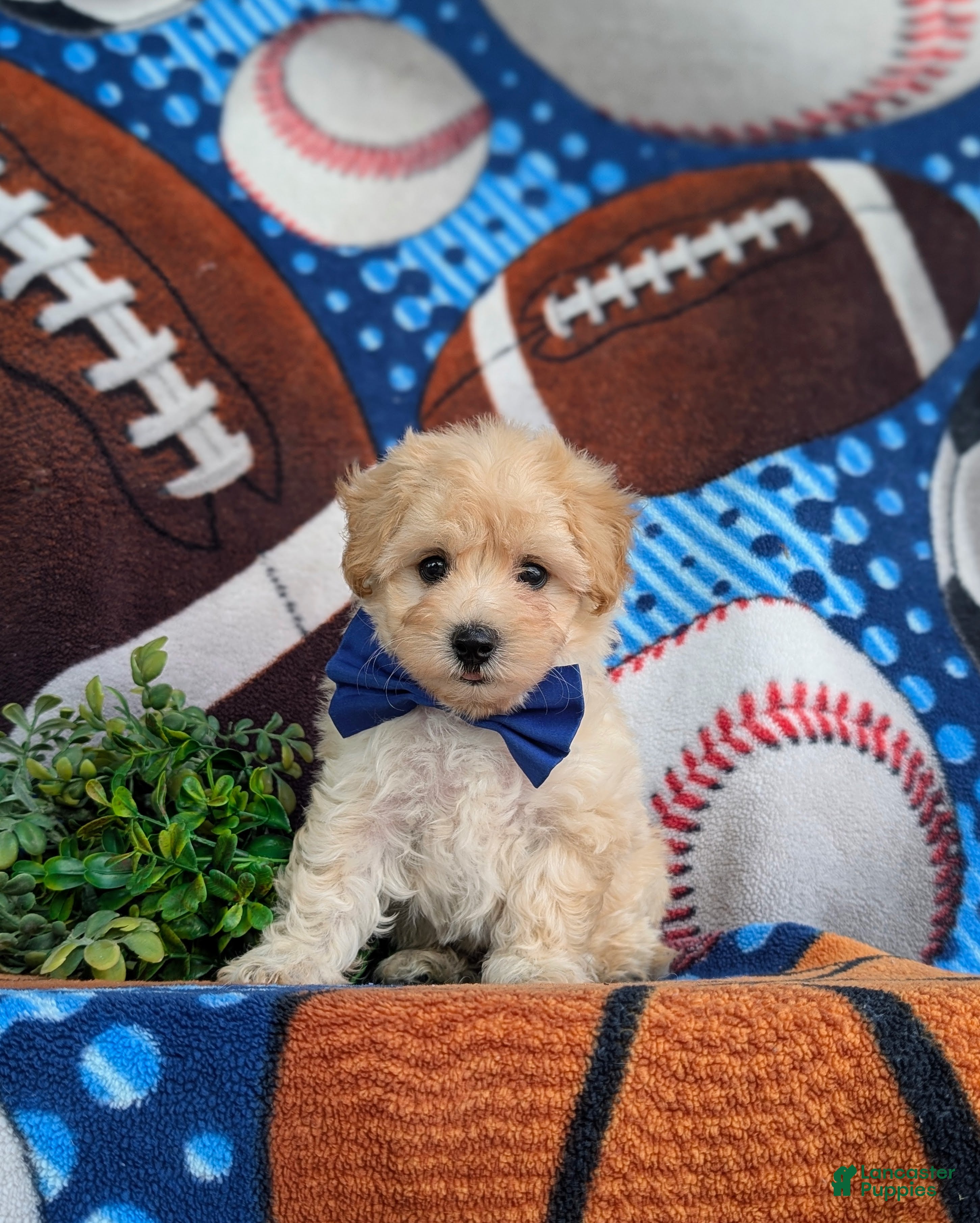 Maltipoo dogs Blaine 7 lbs Full Grown - Ad 1