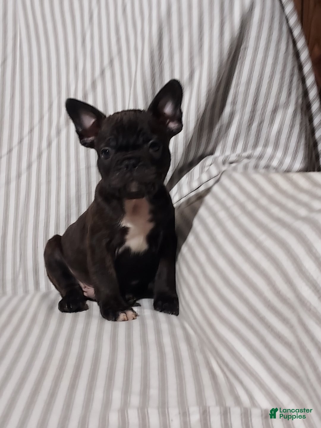 Frenchton dogs for sale: Blake - Ad 5
