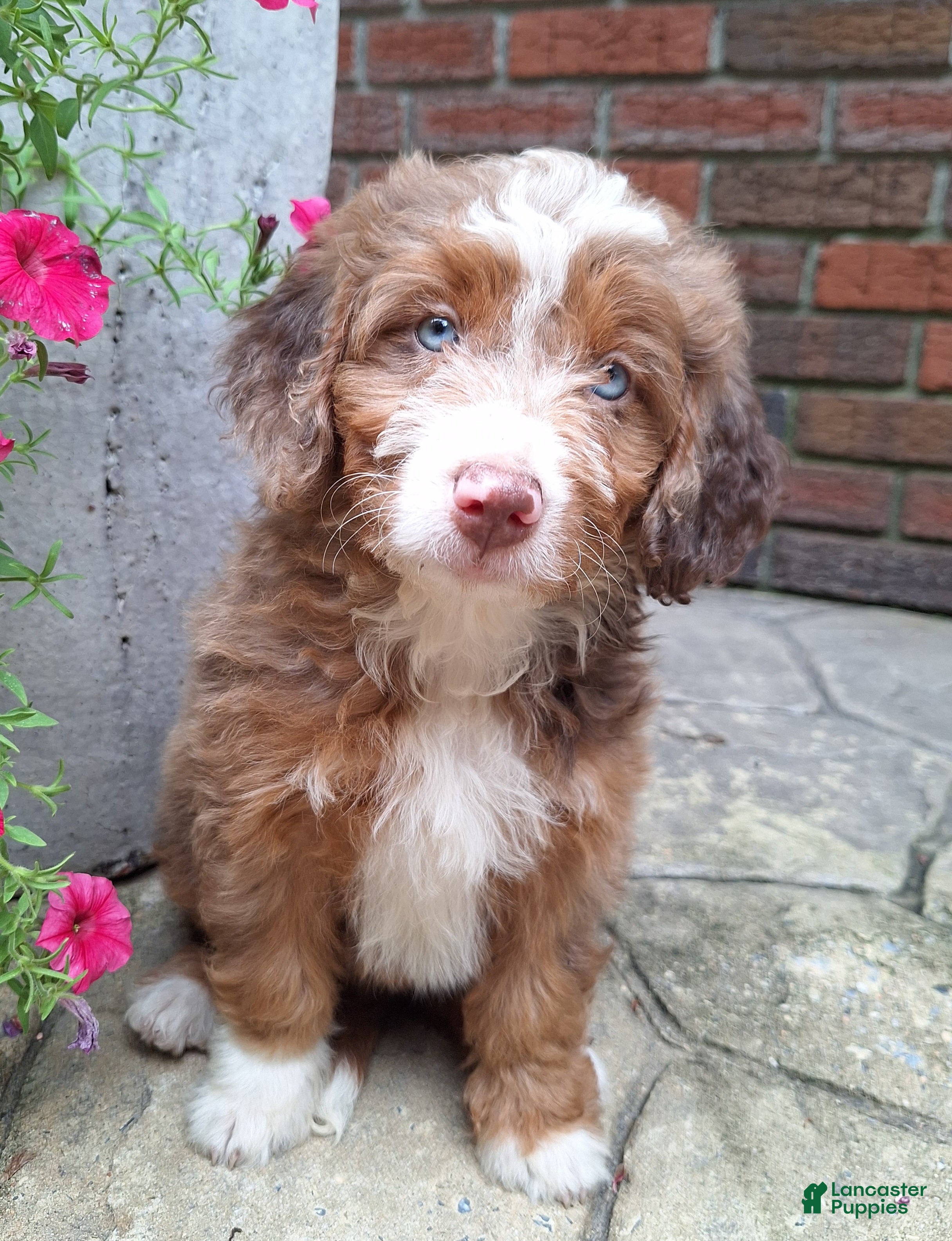 Mini Bernedoodle dogs Daisy - Ad 1